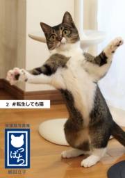 保護猫写真集 ねこっぱち! (2) #転生しても猫